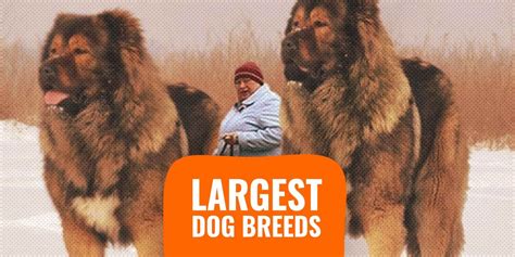 20 biggest dog breeds|More.